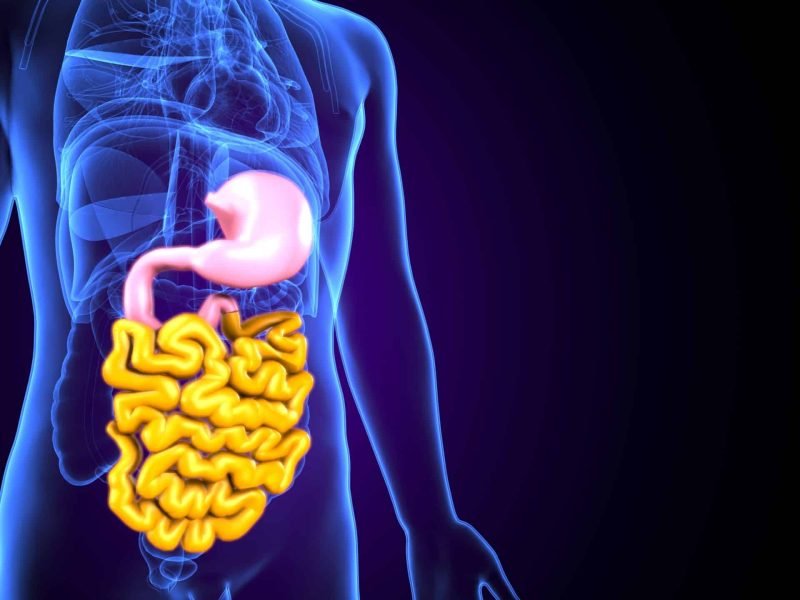 3d-illustration-human-digestive-system-anatomy-small-intestine-medical-concept